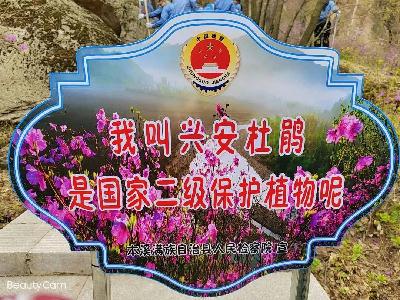 球速体育